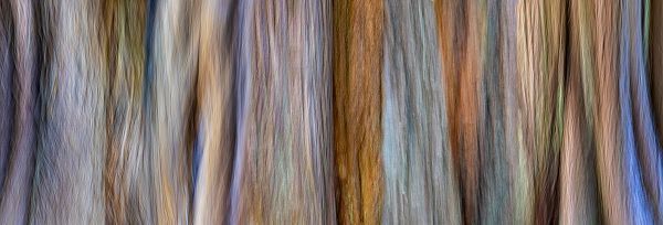 Jaynes Gallery 아티스트의 USA-Washington State-Seabeck Panoramic abstract of tree trunk and limbs작품입니다.